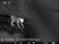 Luchs im Reinhardswald (Foto: Klaus Schweinberger)