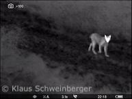 Luchs im Reinhardswald (Foto: Klaus Schweinberger)