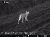 Luchs im Reinhardswald (Foto: Klaus Schweinberger)