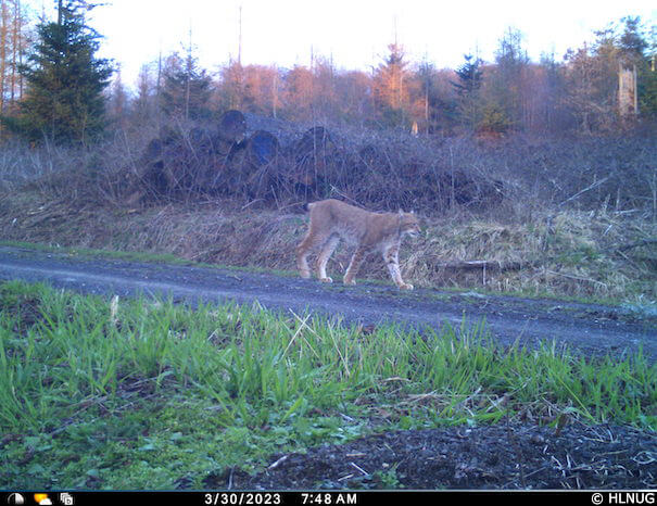 Luchs am 30.03.2023 in Fotofalle im Reinhardswald (Foto: HLNUG)