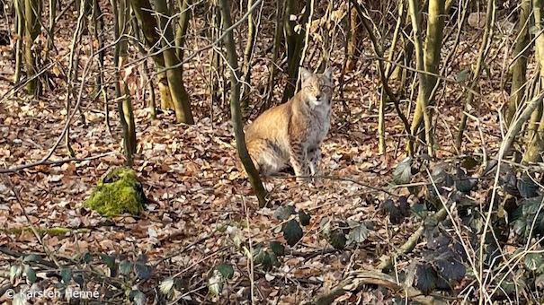 Luchs im Unterholz im Reinhardswald (Foto: Karsten Henne)