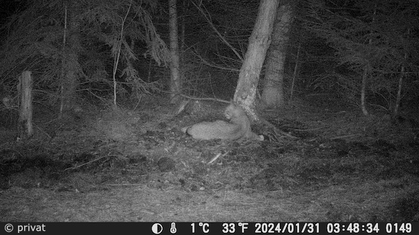 Luchs in Fotofalle im Reinhardswald (Foto: privat)