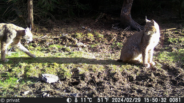 zwei erwachsene Luchs in Fotofalle im Reinhardswald (Foto: privat)