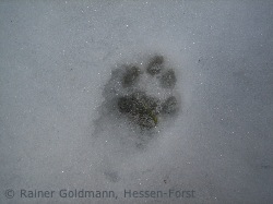 Luchs-Trittsiegel aus Nordhessen