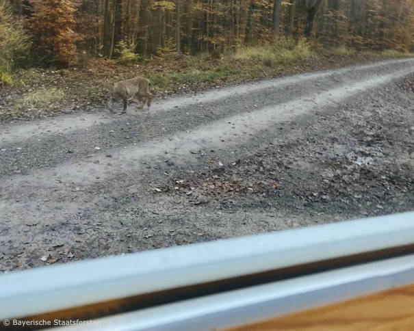 Luchs bei Obersinn (Landkreis Main-Spessart) (Foto: Bayerische Staatsforsten)