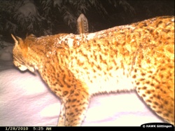 Luchs in Fotofalle in Hessen / Schwalm-Eder-Kreis