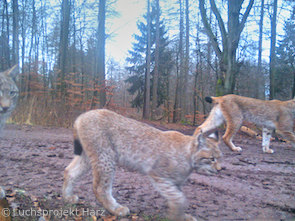 Luchsfamilie im Solling Ende Januar 2020 (Foto: Luchsprojekt Harz)