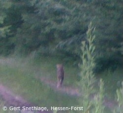 Im Werra-Meißner-Kreis auf einem Waldweg