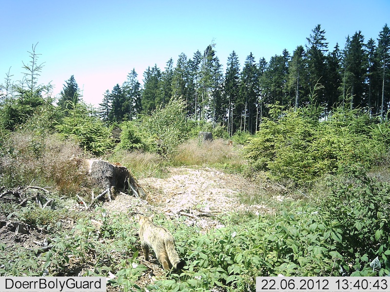 Wildkatze zieht an Fotofalle im Kaufunger Wald vorbei