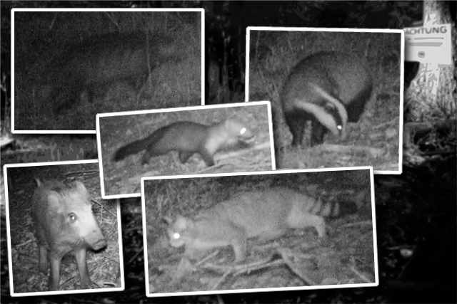 Zusammenstellung von Tieren in der Fotofalle in der Nacht