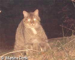 Wildkatze in Fotofalle