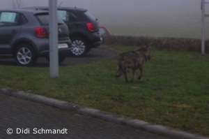 Der hinkende Wolf in Pohlheim bei Gießen