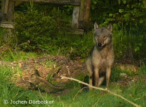Der Wolf im Reinhardswald (Foto: Jochen Dörbecker)