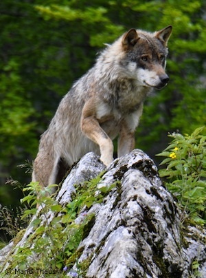 Wolf im Tierpark Goldau (Foto: Mario Theus)