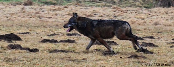 Wolf im Westerwald (Foto: Uli Stadler)