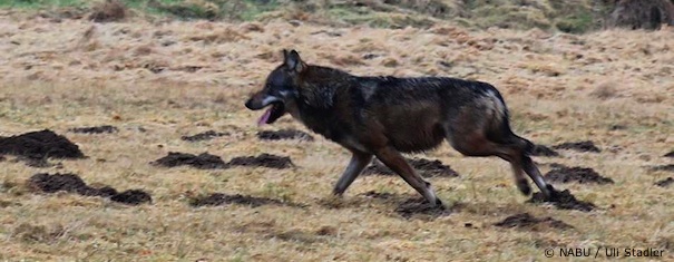 Wolf im Westerwald (Foto: Uli Stadler) Wolf im Westerwald (Foto: Uli Stadler)