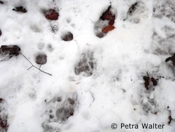 Wolfsfährte im Reinhardswald (Foto: Petra Walter)