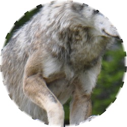 Wolf mit schwarzem Längsstreifen am Vorderlauf ⁄ Symbolbild (Foto: Mario Theus) Wolf mit schwarzem Längsstreifen am Vorderlauf ⁄ Symbolbild (Foto: Mario Theus)