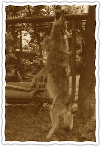 Symbolfoto Wolfsbejagung (Archiv AK Hessenluchs)