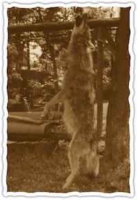 Symbolfoto Wolfsbejagung (Archiv AK Hessenluchs) Symbolfoto Wolfsbejagung (Archiv AK Hessenluchs)