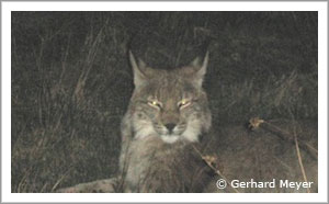 Foto vom Luchs im Schwalm-Eder-Kreis (Foto: Gerhard Meyer)