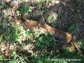 toter Luchs im Landkreis Kassel (Foto: Andreas Heimann)