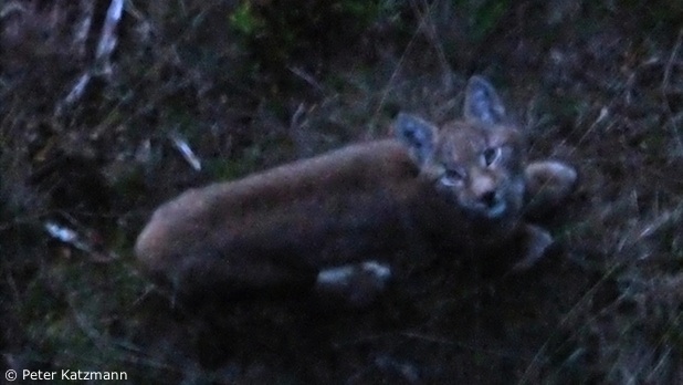 Luchs-Jungtier schaut nach oben (Foto: Peter Katzmann) Luchs-Jungtier schaut nach oben (Foto: Peter Katzmann)