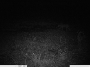 Luchs in Fotofalle im Landkreis Hersfeld-Rotenburg