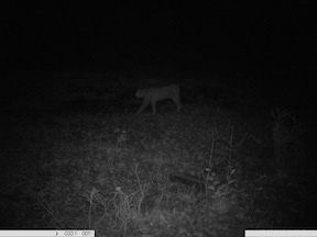 Luchs in Fotofalle im Landkreis Hersfeld-Rotenburg