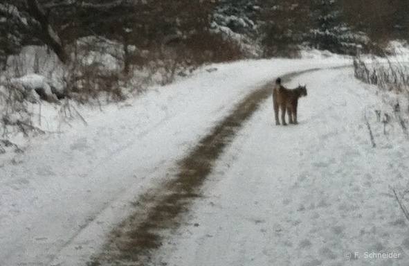 Luchs Ende Januar 2013 auf Waldweg im Werra-Meißner-Kreis (Foto: Schneider)