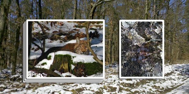 Luchssichtung Söhrewald (Fotos: Norbert und Marianne Nordmeyer)