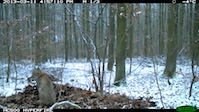 Fotofallenaufnahme Luchs am verblendeten Riss, Nahe Melsungen (11.03.2013)