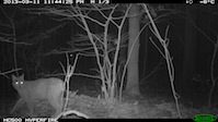 Fotofallenaufnahme Luchs am verblendeten Riss, Nahe Melsungen (11.03.2013, Nachts)