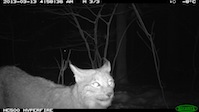Fotofallenaufnahme Luchs, Nahe Melsungen (13.03.2013, Nachts)