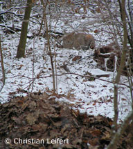 Luchs bei Melsungen (Foto: Christian Leifert)