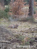 Luchs bei Großalmerode (Foto: Hessen-Forst)