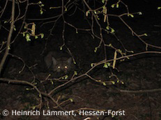 Luchs bei Hessisch-Lichtenau (Foto: Heinrich Lämmert, Hessen-Forst)