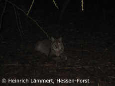 Luchs bei Hessisch-Lichtenau (Foto: Heinrich Lämmert, Hessen-Forst)