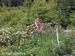 Luchs schaut sich um (Foto: Max Schilling)