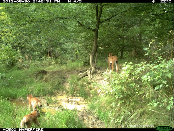 Luchsin mit ihren zwei Jungen im Kaufunger Wald (© Jürgen Goldmann)
