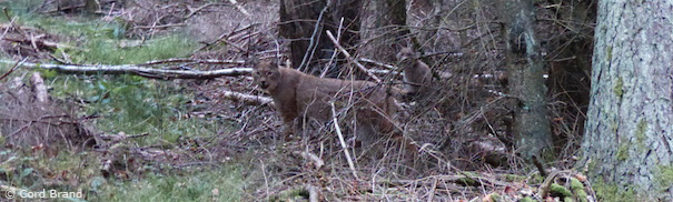 Luchsin mit zwei Jungtieren im Wald bei Nieste (Foto: Cord Brand)