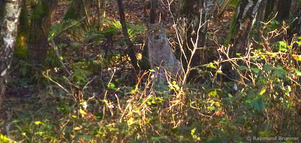 Luchs sitzt bei Guxhagen (Schwalm-Eder-Kreis) im Unterholz (Foto: Raymund Brunner)