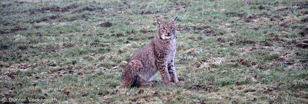 Luchs auf Wiese (Foto: Günter Vockenroth)