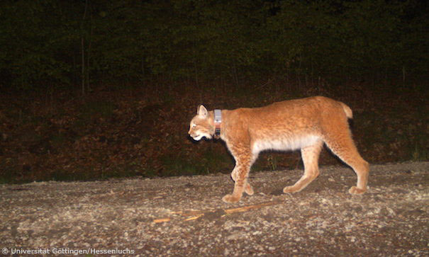 Luchsin F7 (Foto: Universität Göttingen/Hessenluchs)