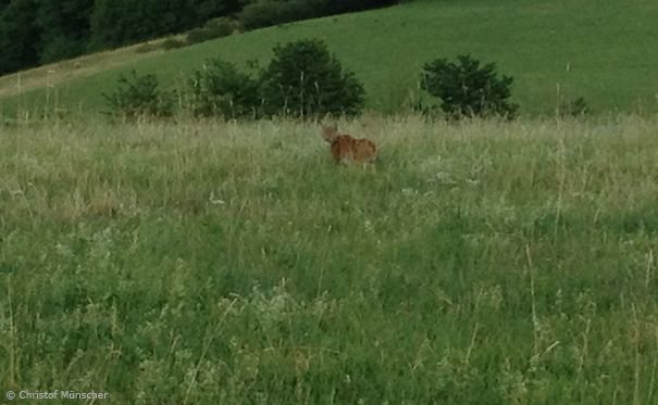 Luchs auf einer Wiese im Juli 2015 im Landkreis Hersfeld-Rotenburg