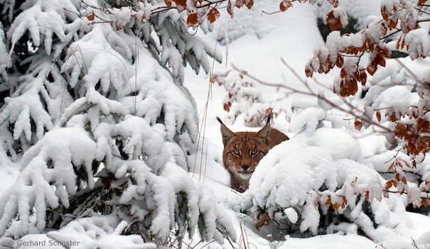 Luchs auf dem Hohen Meißner (Foto: Gerhard Schuster)