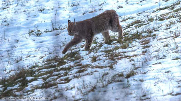 Luchs auf Mäusefang (Foto: Volker Neumann/Hessen-Forst)