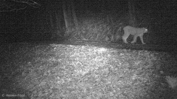 Luchs in Fotofalle im Landkreis Fulda (Foto: Hessen-Forst)