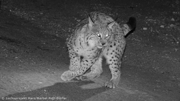 Luchs M10 bei seiner Wiederfreilassung im Hils Ende Februar 2017 (Foto: Luchsprojekt Harz/Bärbel Pott-Dörfer)