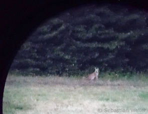 Luchs M12 bei Reinhardshain (Foto: Sebastian Weller)